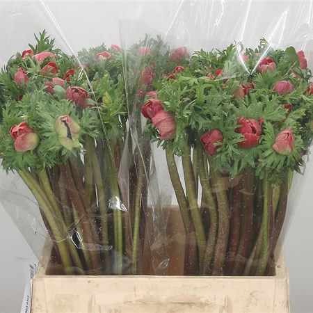 Anemone Mistral Red