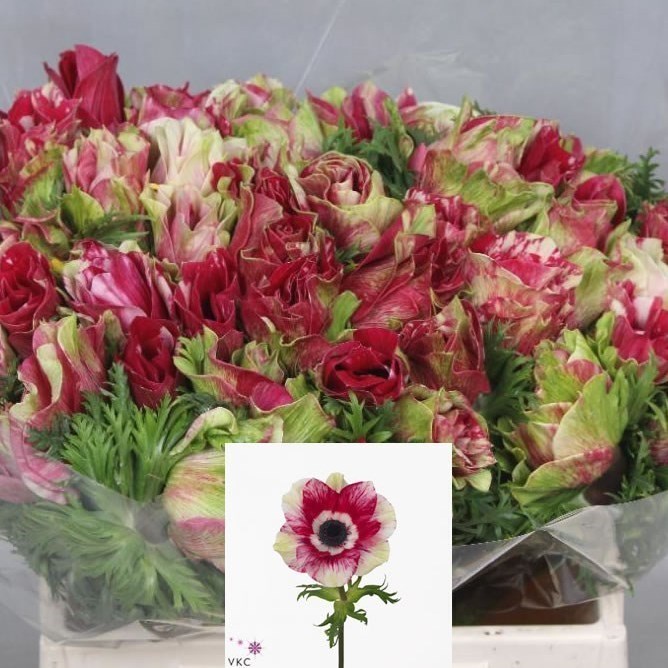 Anemone Mistral Tigre