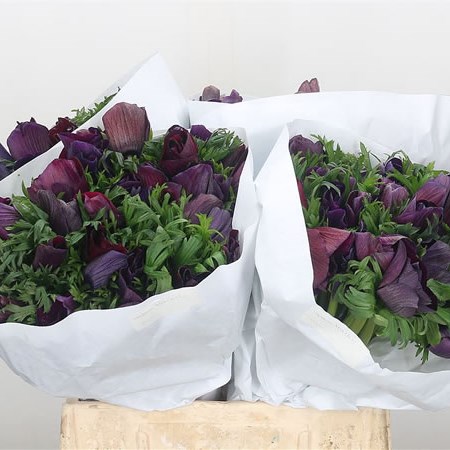 Anemone Mistral Vinato 