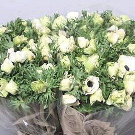 Anemone Mistral White
