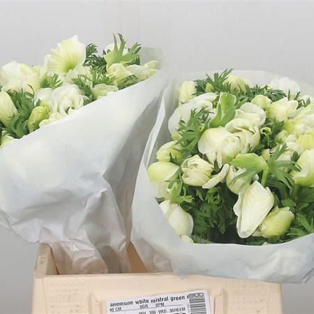 Anemone Mistral White + Green Eye