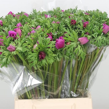Anemone Orchid