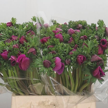 Anemone Orchid Mistral