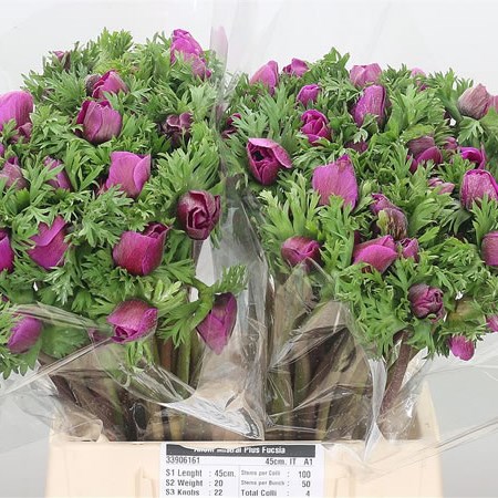 Anemone Orchid Mistral