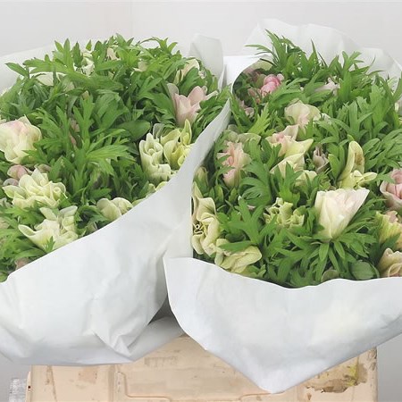 Anemone Pink Baby Mistral