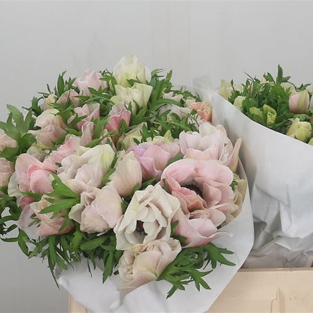 Anemone Pink Baby Mistral