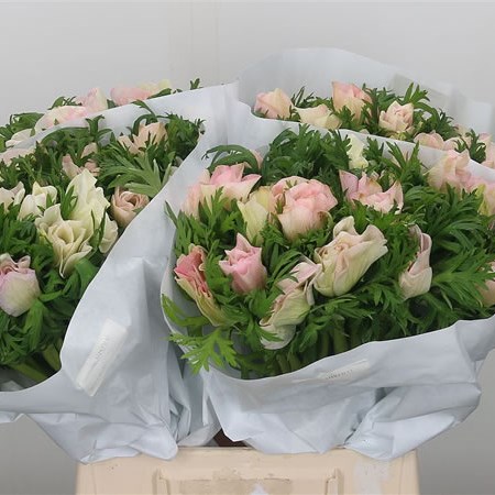 Anemone Pink Baby Mistral