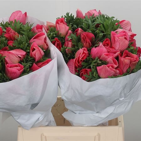 Anemone Pink Pimky Mistral