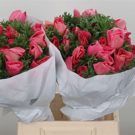 Anemone Pink Pimky Mistral