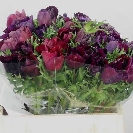 Anemone Purple Mistral (Extra)