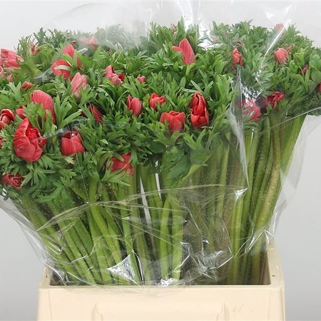 Anemone Red