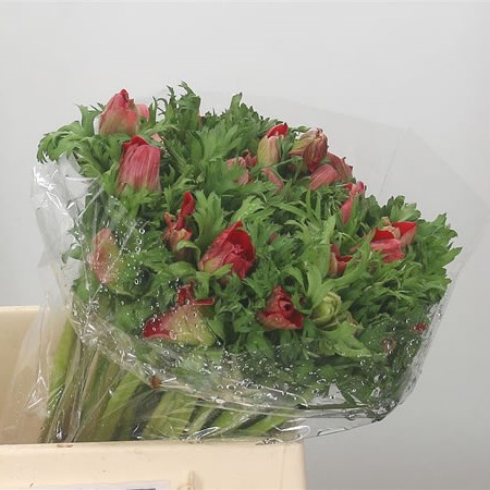 Anemone Red