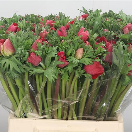 Anemone Red