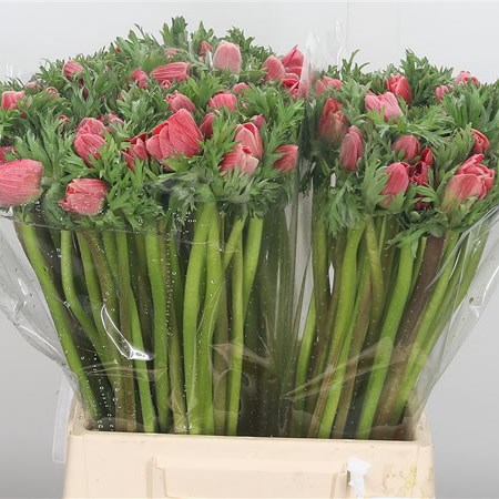 Anemone Red