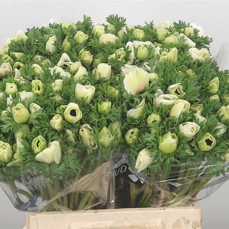 Anemone White (Extra)