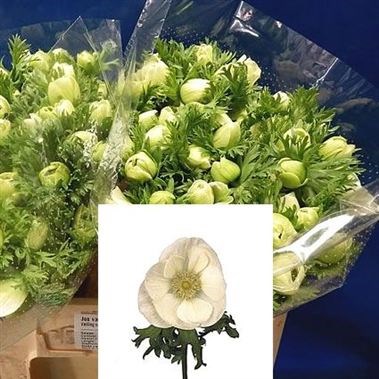 Anemone White Marianne