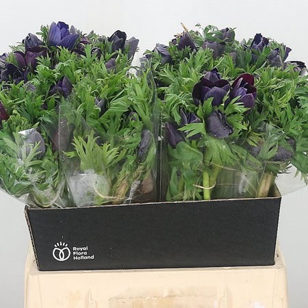 Anemone Wine Purper Vinato