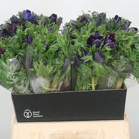 Anemone Wine Purper Vinato (Extra)