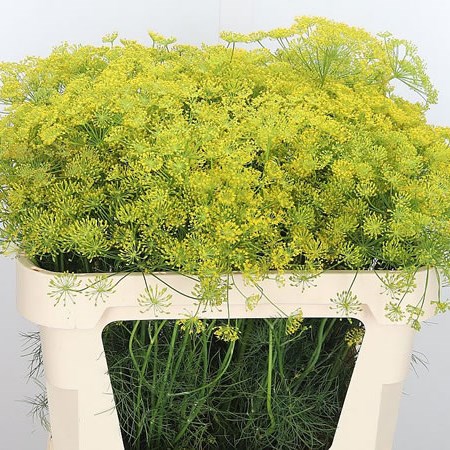 Anethum Graveolens