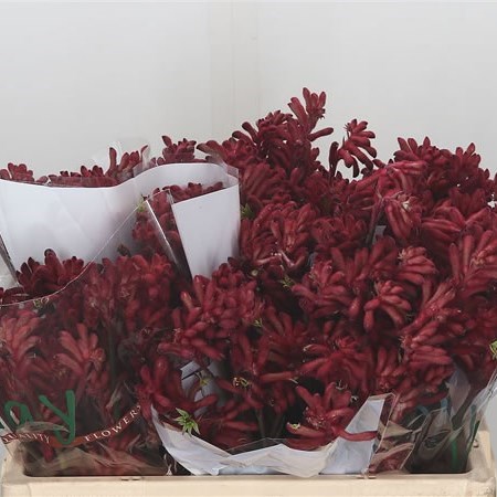 Anigozanthos Big Red