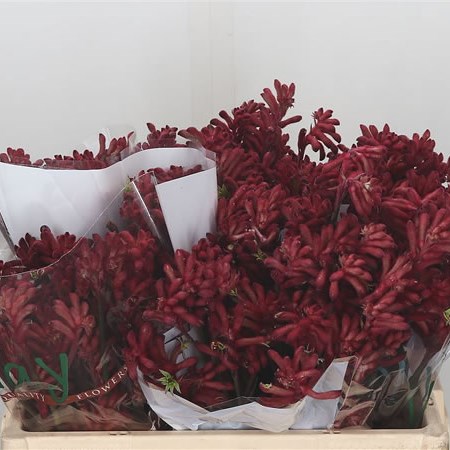 Anigozanthos Big Red