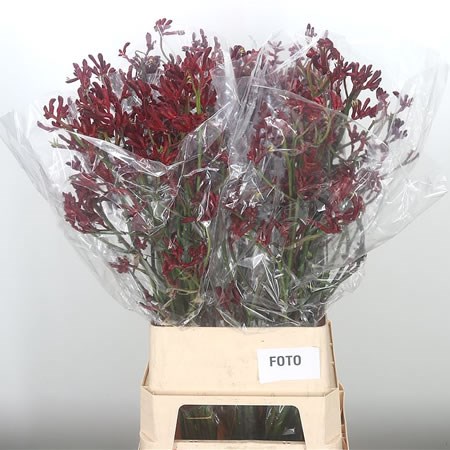 Anigozanthos Big Red Inferno