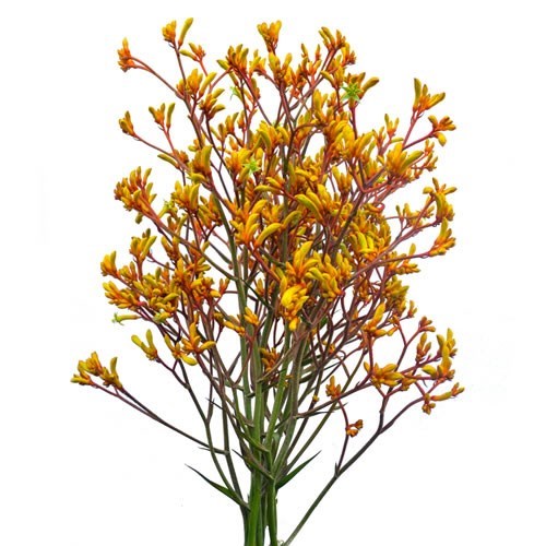 Anigozanthos Bush Sunset