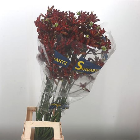 Anigozanthos Early Spring
