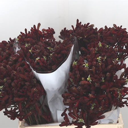 Anigozanthos Early Spring