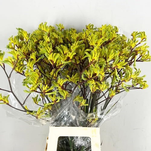 Anigozanthos Emma