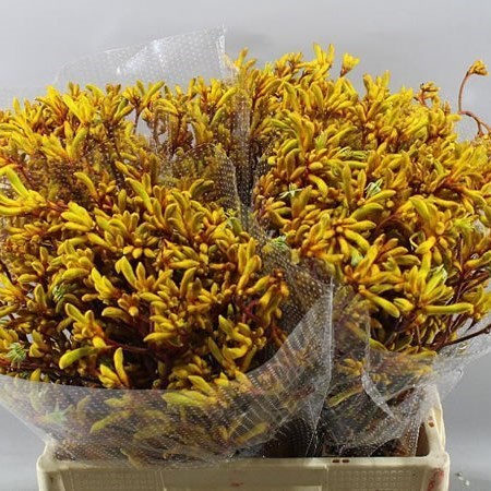 Anigozanthos Gold Fever