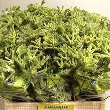 Anigozanthos green