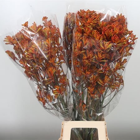Anigozanthos Orange Girl