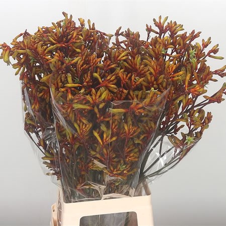 Anigozanthos Orange Velvet