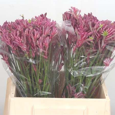 Anigozanthos Pink Pearl