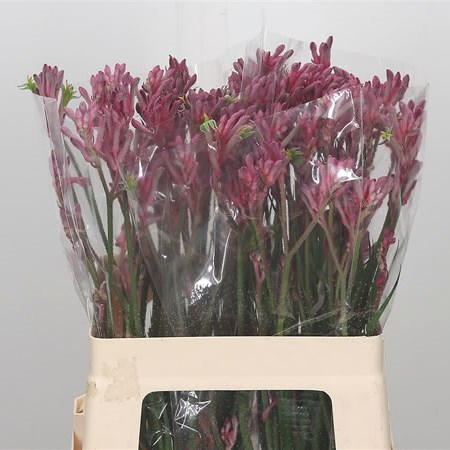 Anigozanthos Pink Pearl