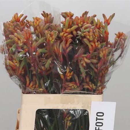 Anigozanthos Rampaging Roy Slaven