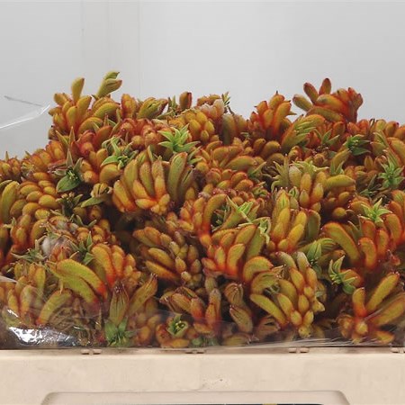Anigozanthos Tango