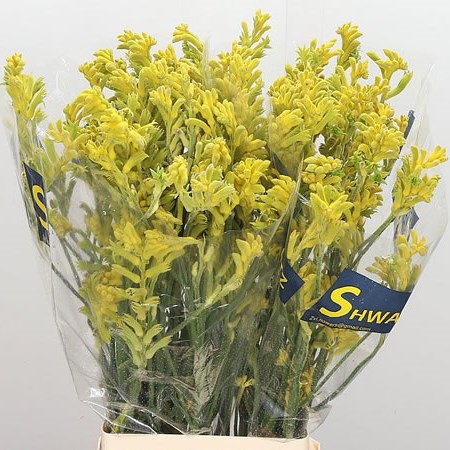 Anigozanthos Yellow (Extra)