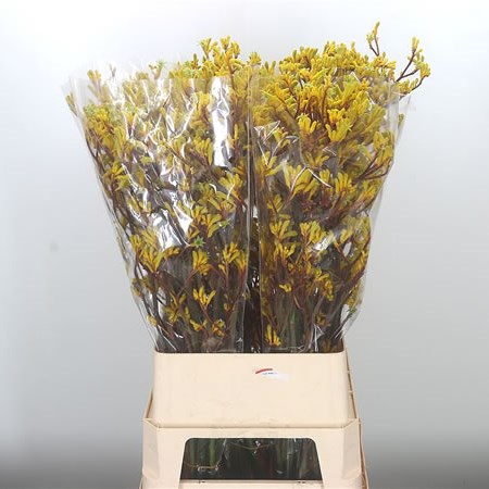 Anigozanthos Yellow Gem