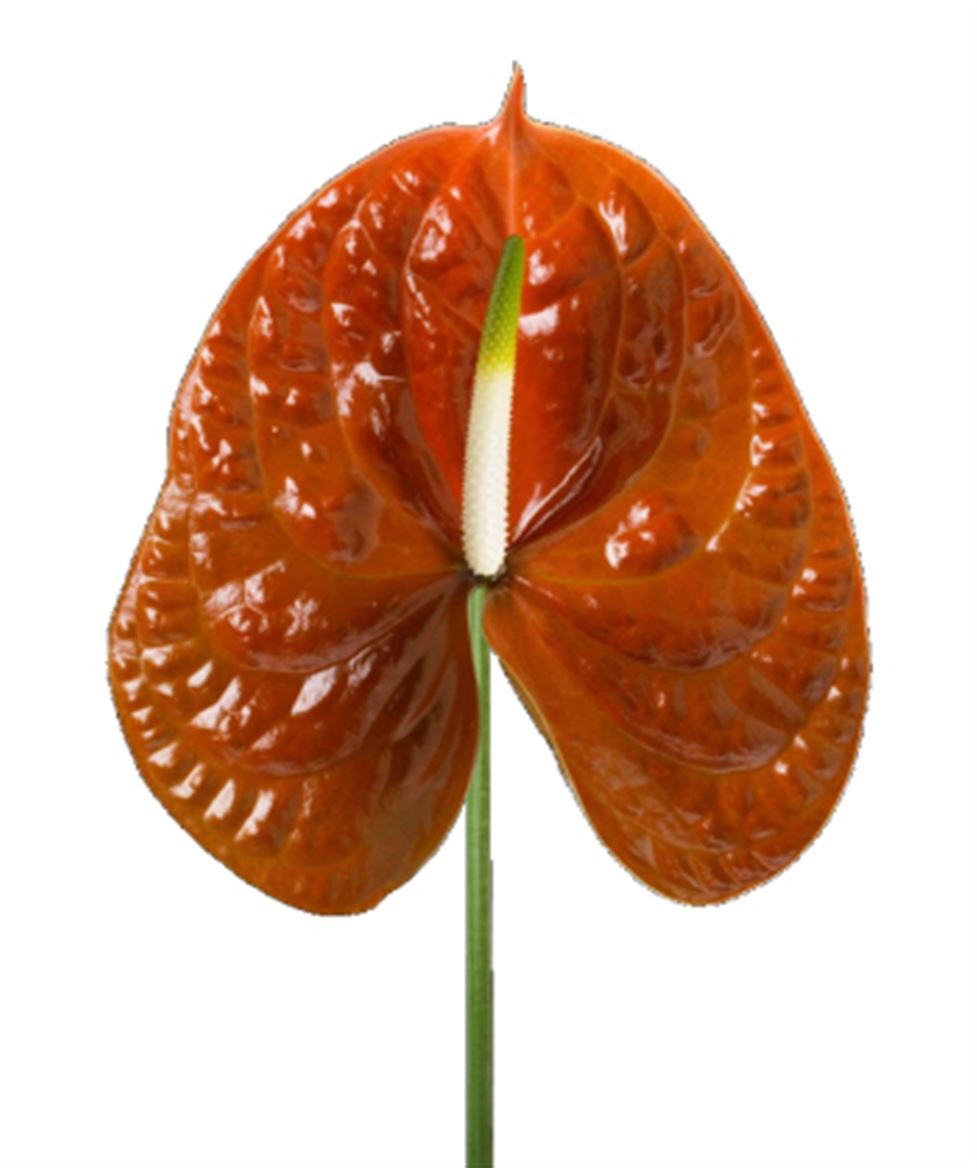 Anthurium Terrasol x 16