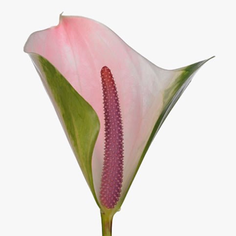 Anthurium Alero x 16