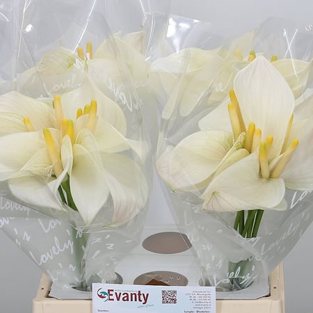 Anthurium Alexia Pearl x 10