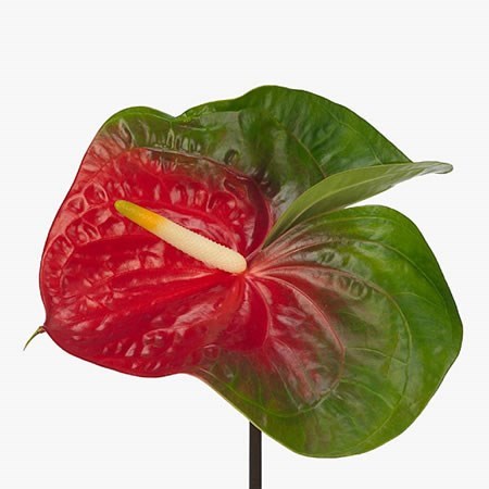 Anthurium Amigo Improved x 10