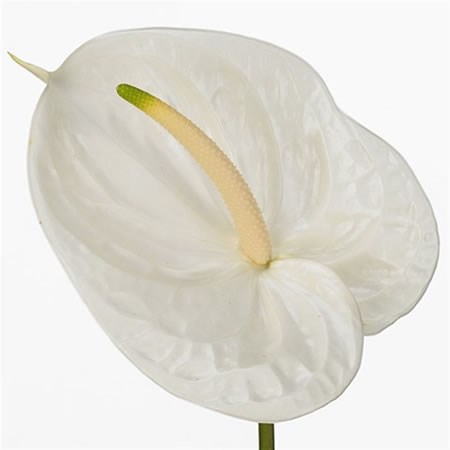 Anthurium Aspire x 12