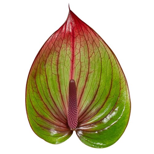 Anthurium Barika x 15