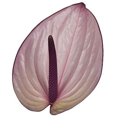 Anthurium Bellanca x 20