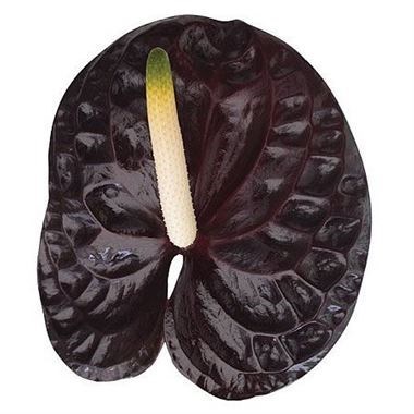 Anthurium Black Queen x 10