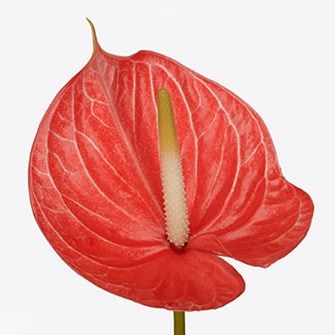 Anthurium Bon Ami x 12