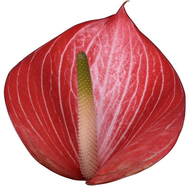 Anthurium Caldonia x 15
